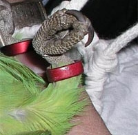 J[Ȏ